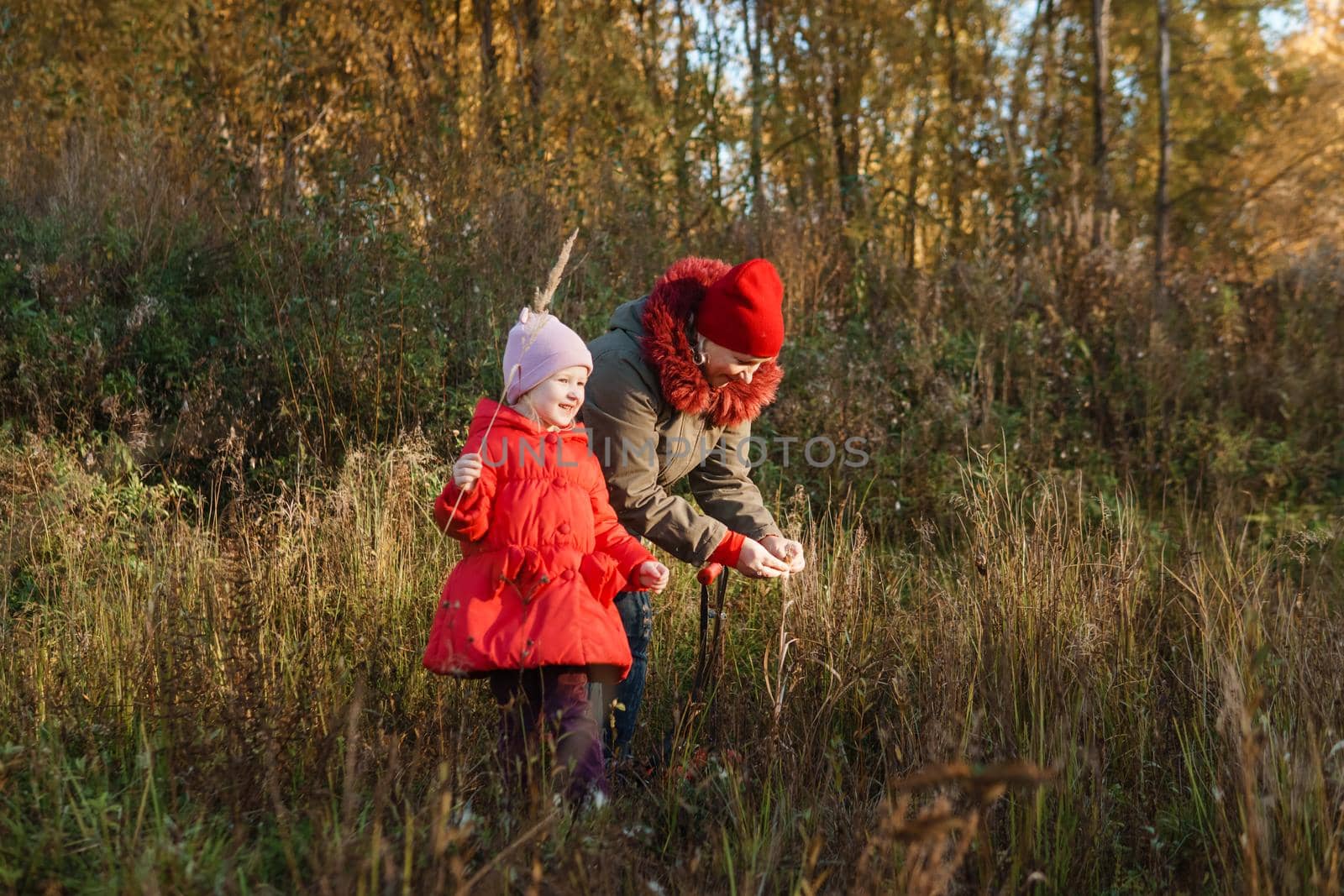 A little girl in a red coat walks in nature in an autumn grove with her grandmother. The time of the year is autumn