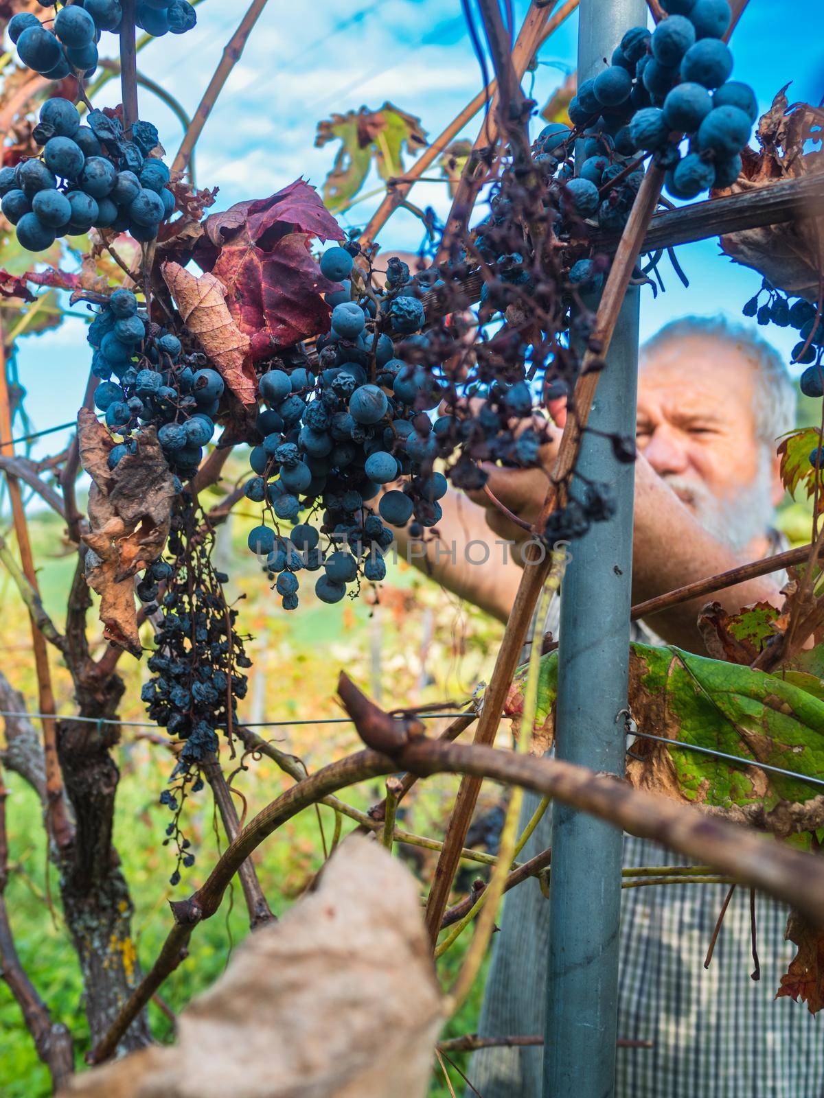 Piacenza, Italy - September 2022 caucasian senior farmer harvesting grapes by verbano