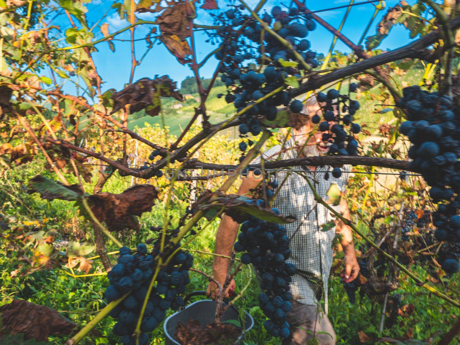 Piacenza, Italy - September 2022 caucasian senior farmer harvesting grapes by verbano