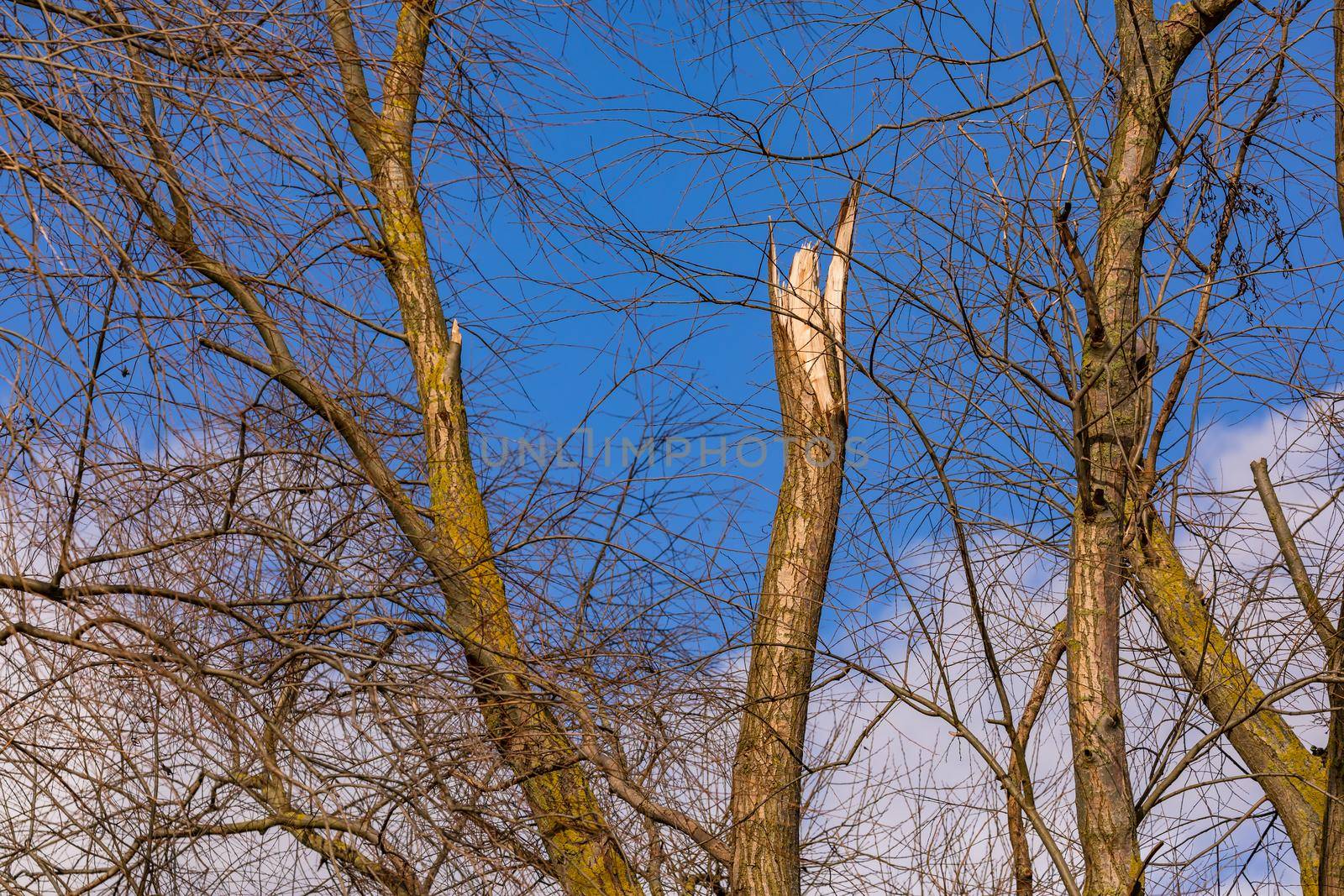 Sunshine after the strong winter storm shows the forest damage and tree breakage