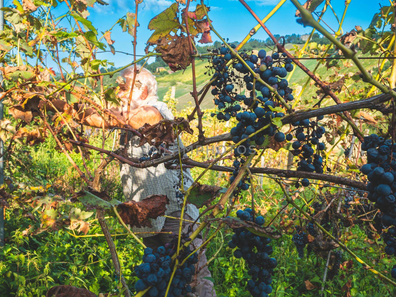 old bearded man harvesiting for wine production