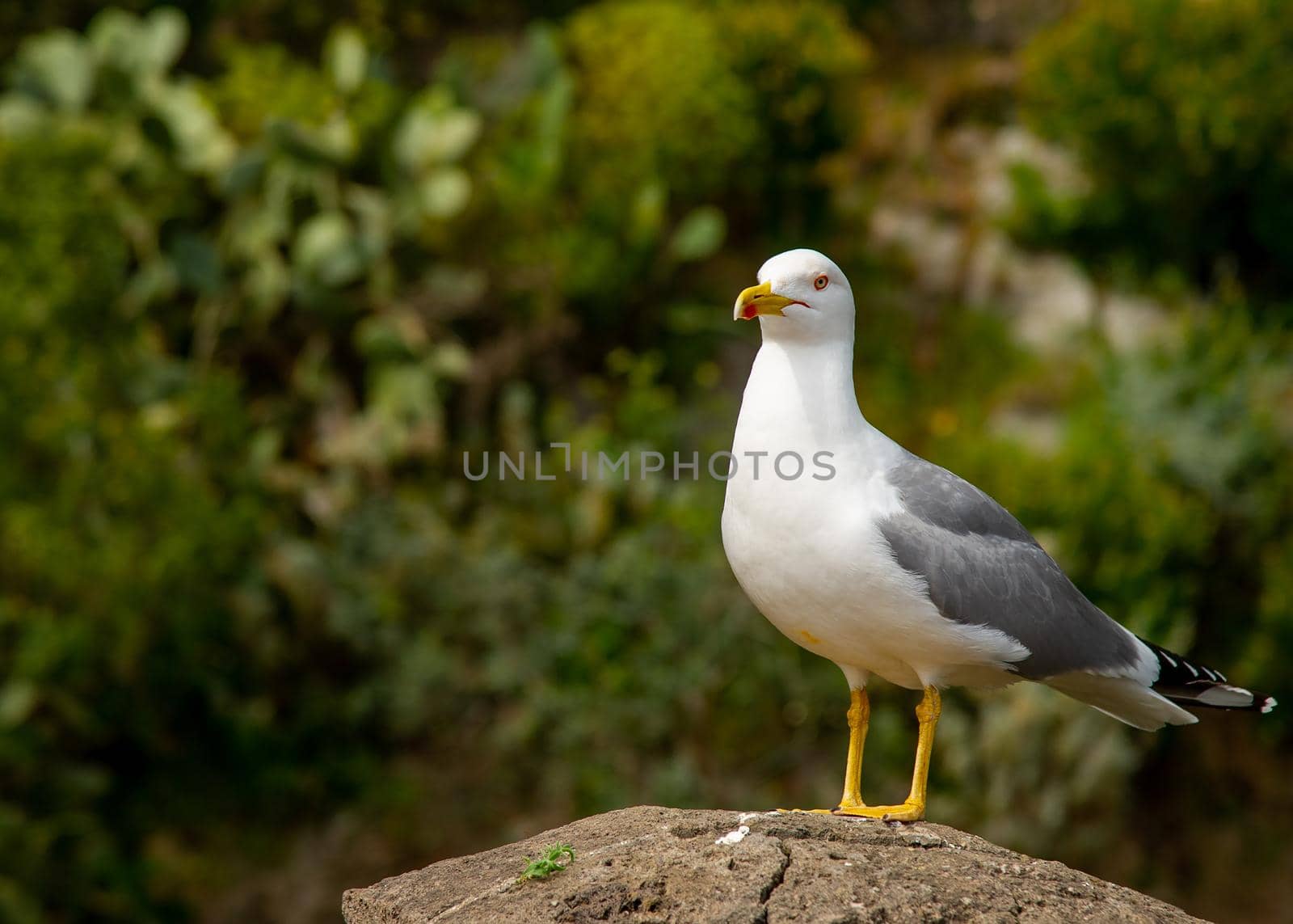 Seagull photographed close up sitting on a rock