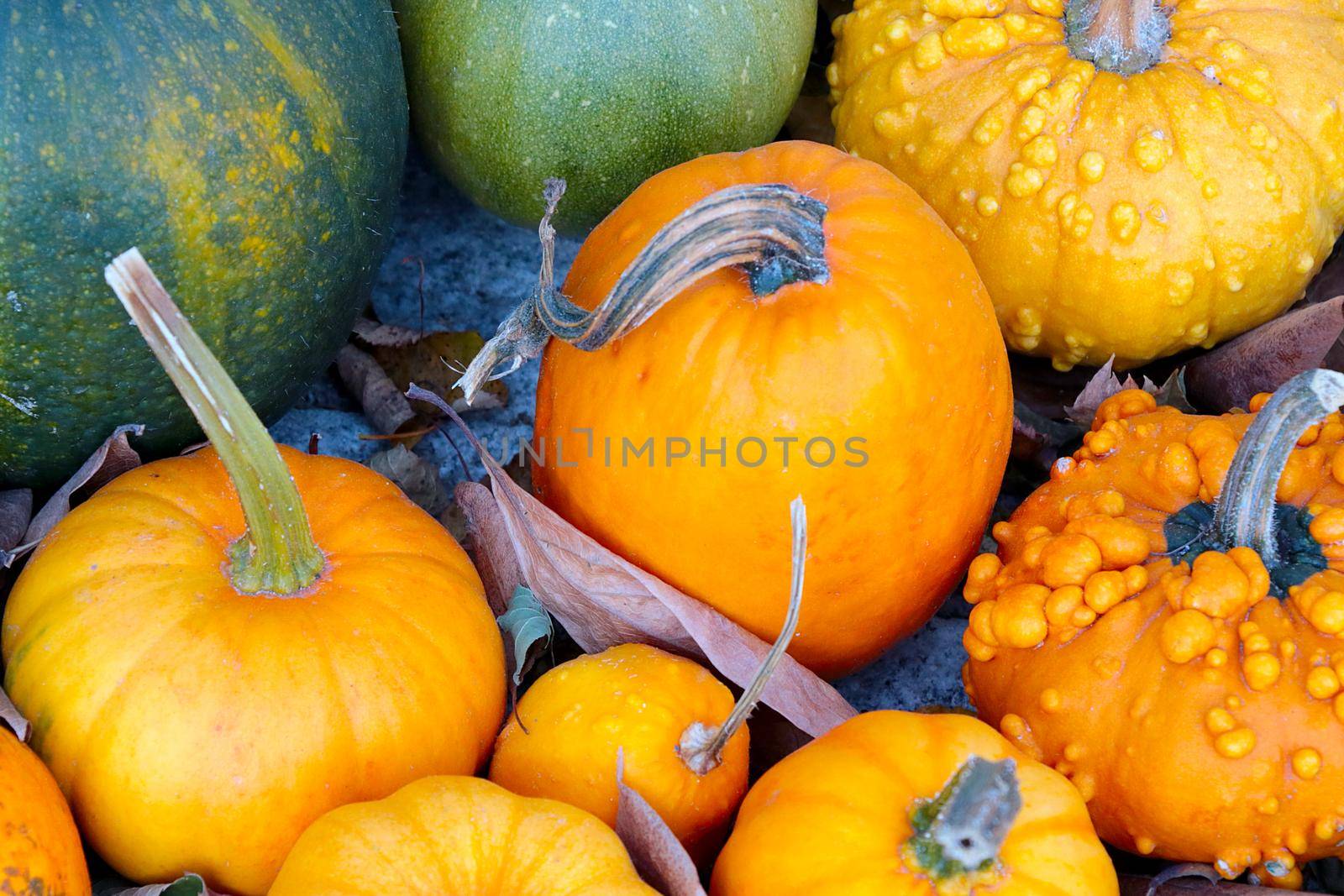 Background of harvested pumpkin. Harvest. Preparing for Halloween. Rural background