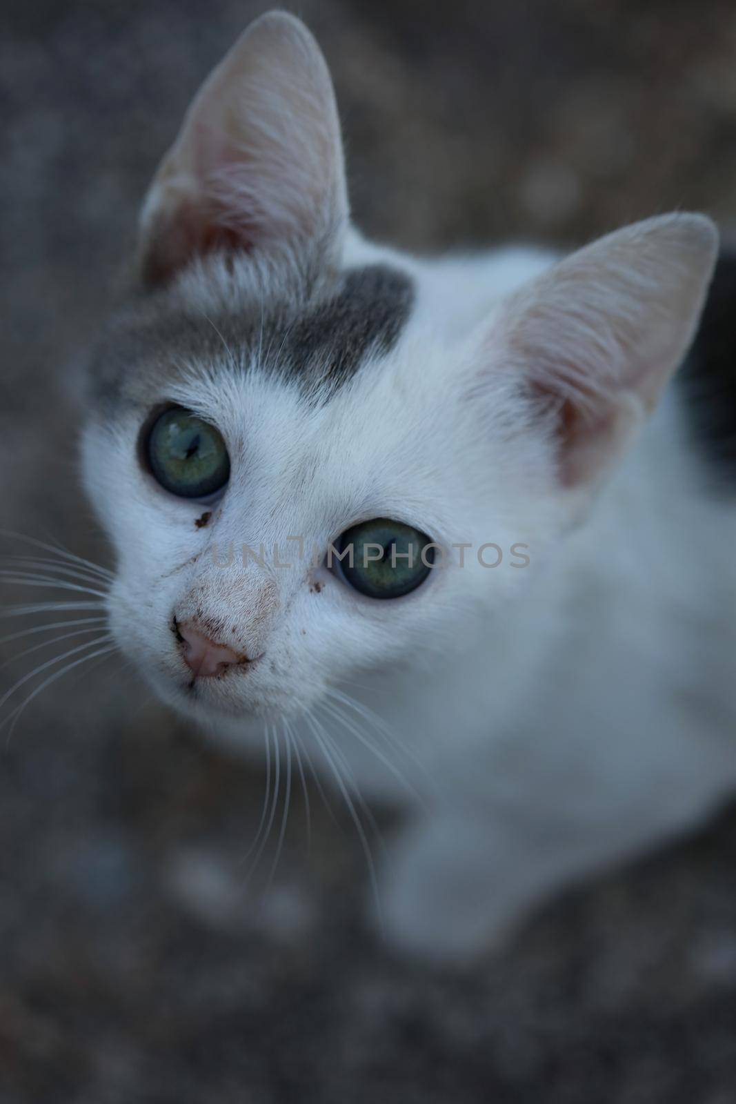 White beautiful cat profile close up modern background high quality big size prints