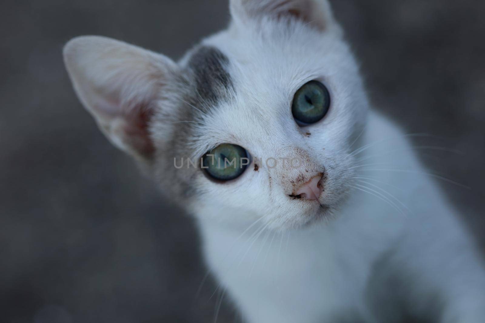 White beautiful cat profile close up modern background high quality big size print by BakalaeroZz