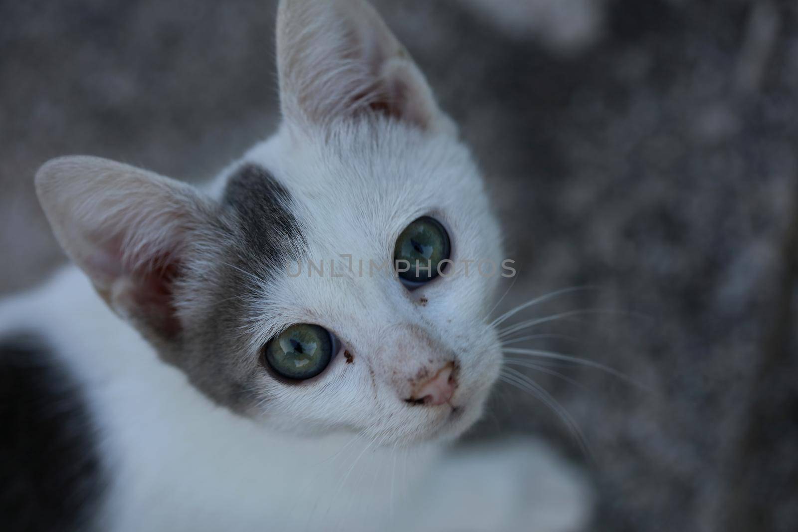 White beautiful cat profile close up modern background high quality big size prints