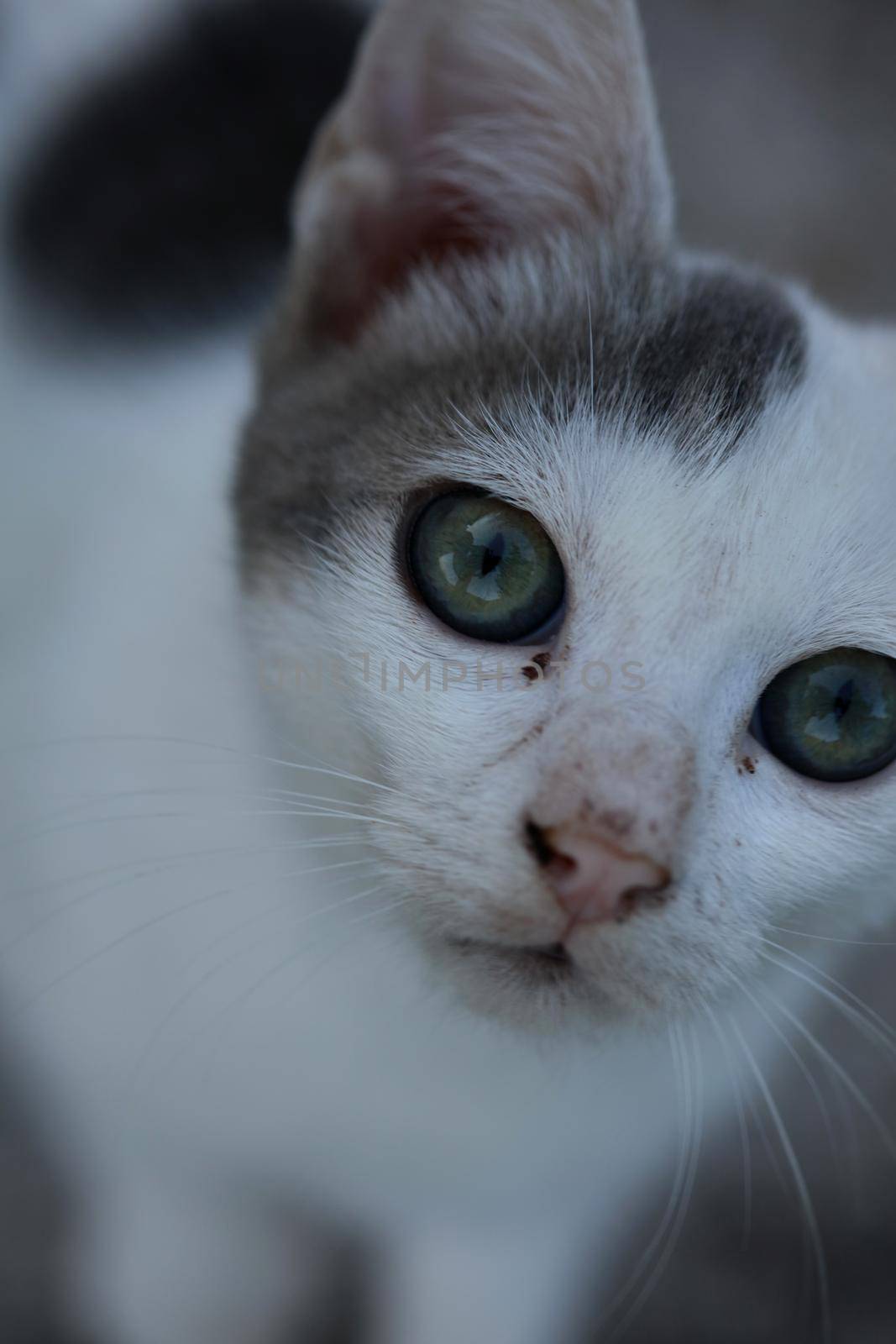 White beautiful cat profile close up modern background high quality big size print by BakalaeroZz