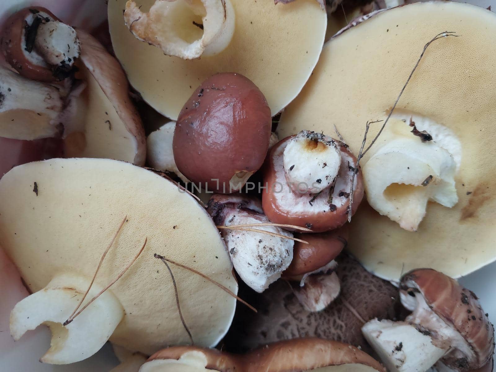 Mushrooms grown in a the autumn forest