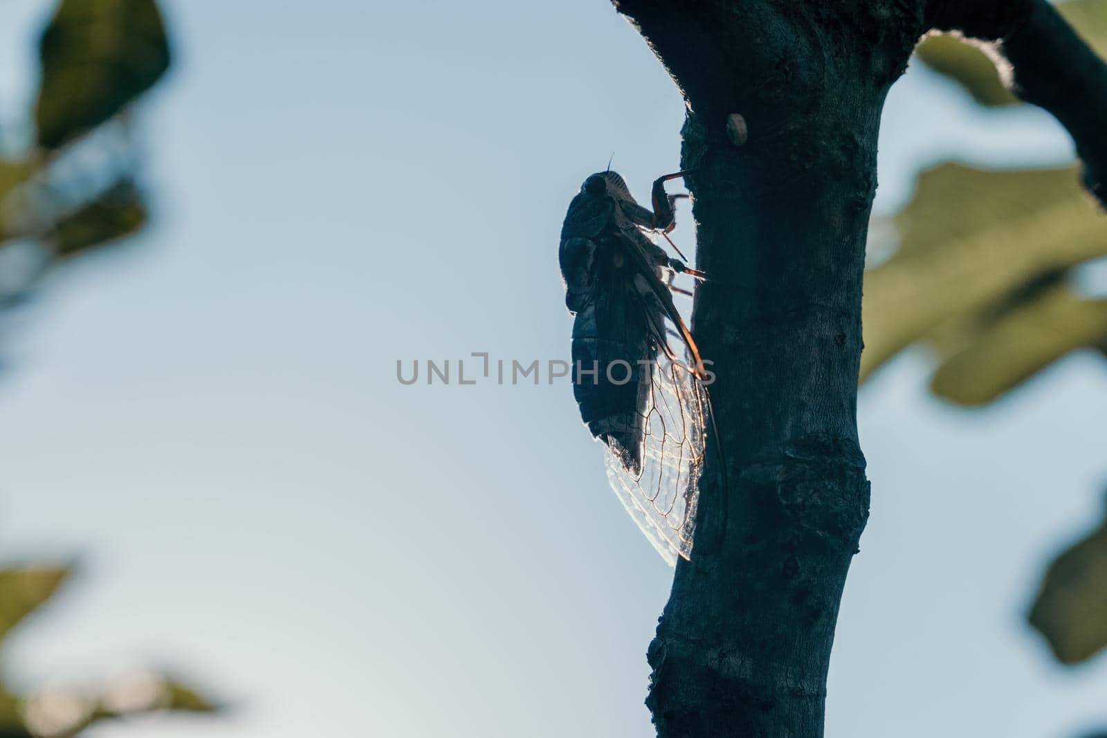 Adult cicada - Cryptotympana facialis female resting on Fig tree in a mid-day summer, closeup shot.