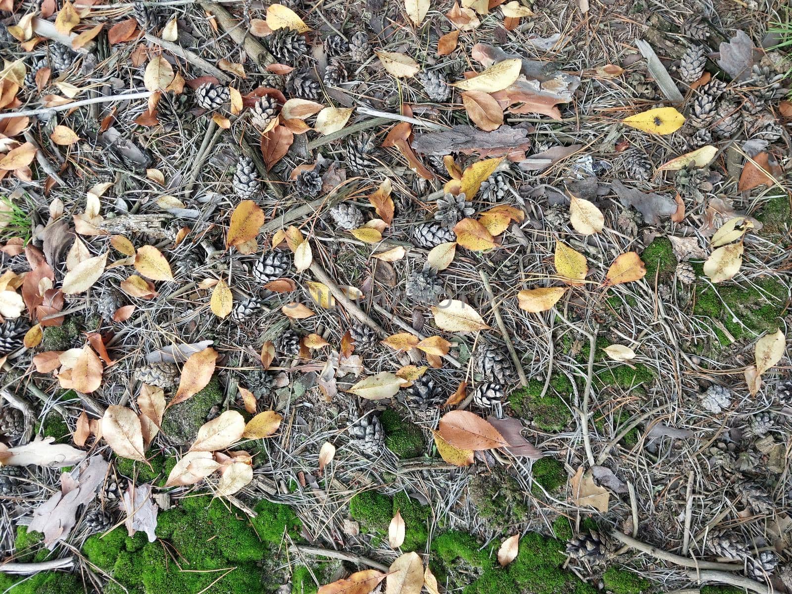 Opal autumn foliage in a the forest
