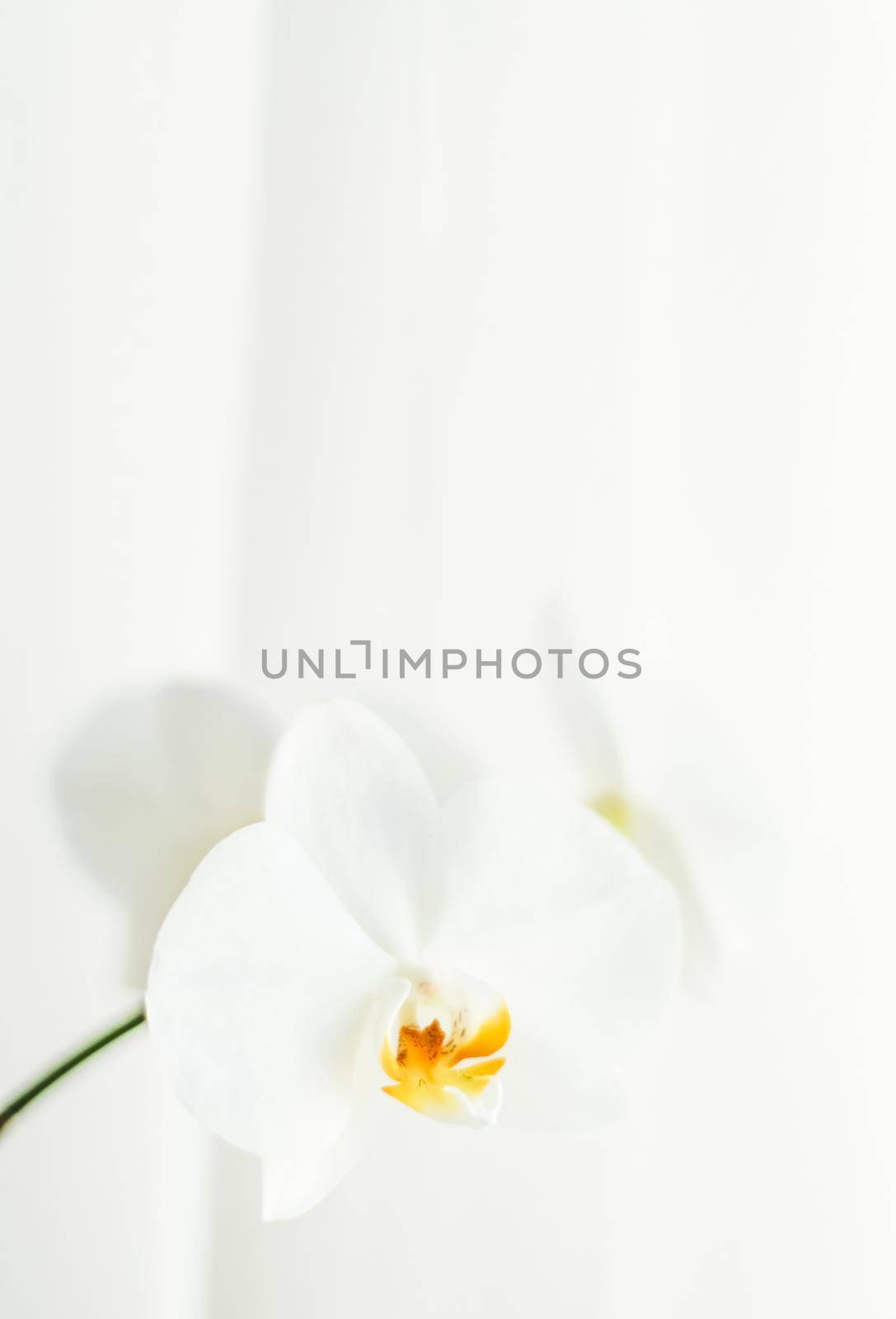 White orchid flower in bloom, abstract floral blossom art background and flowers in nature for wedding invitation and luxury beauty brand holiday design by Anneleven
