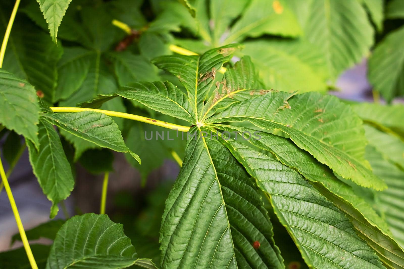 Green leaves of chestnut close up, background or texture