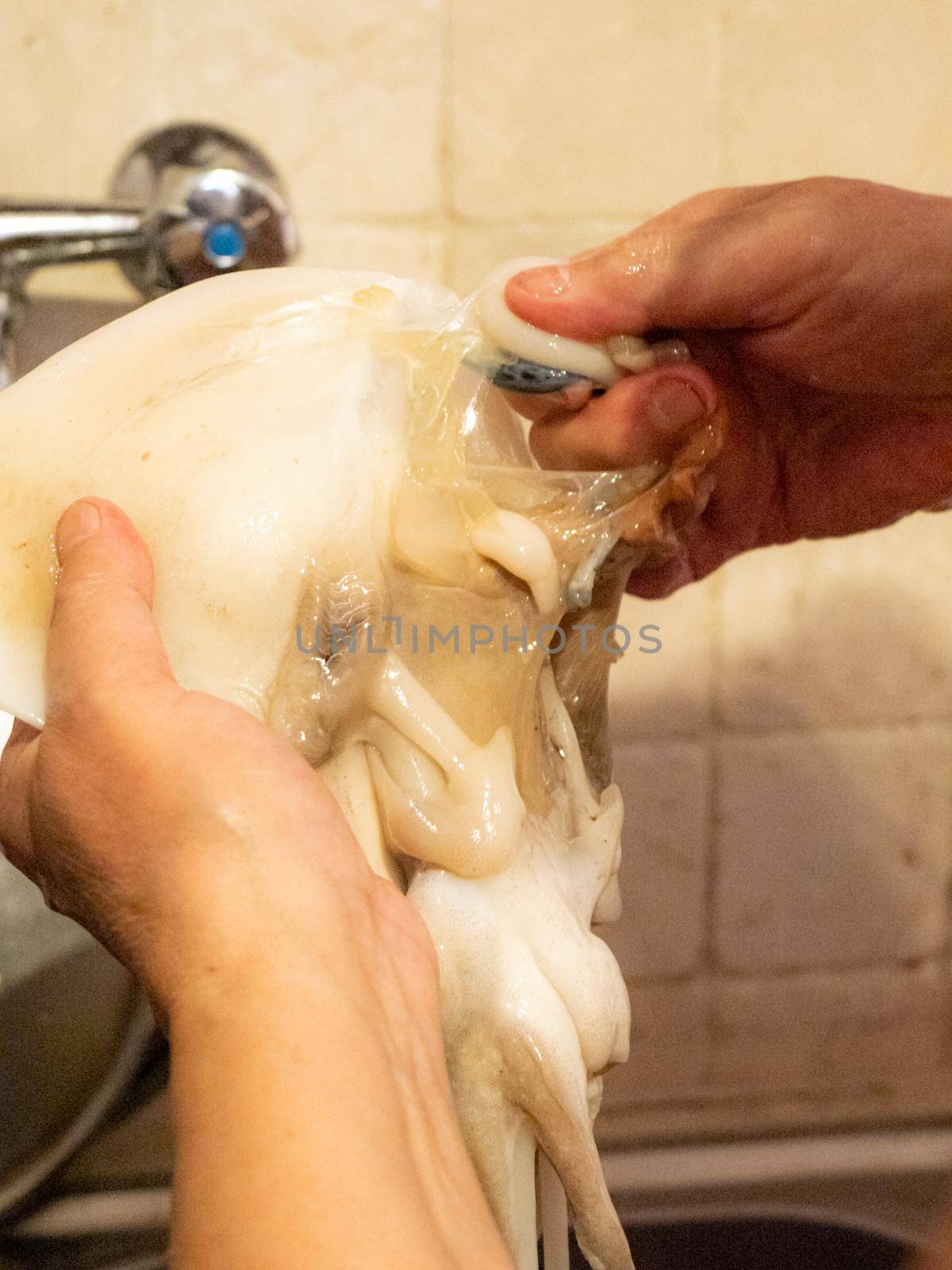 cleaning a raw adriatic cuttlefish at home in Numana, Marche, Italy