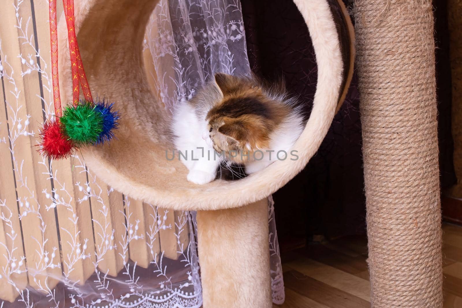 A small fluffy kitten plays with toys close up