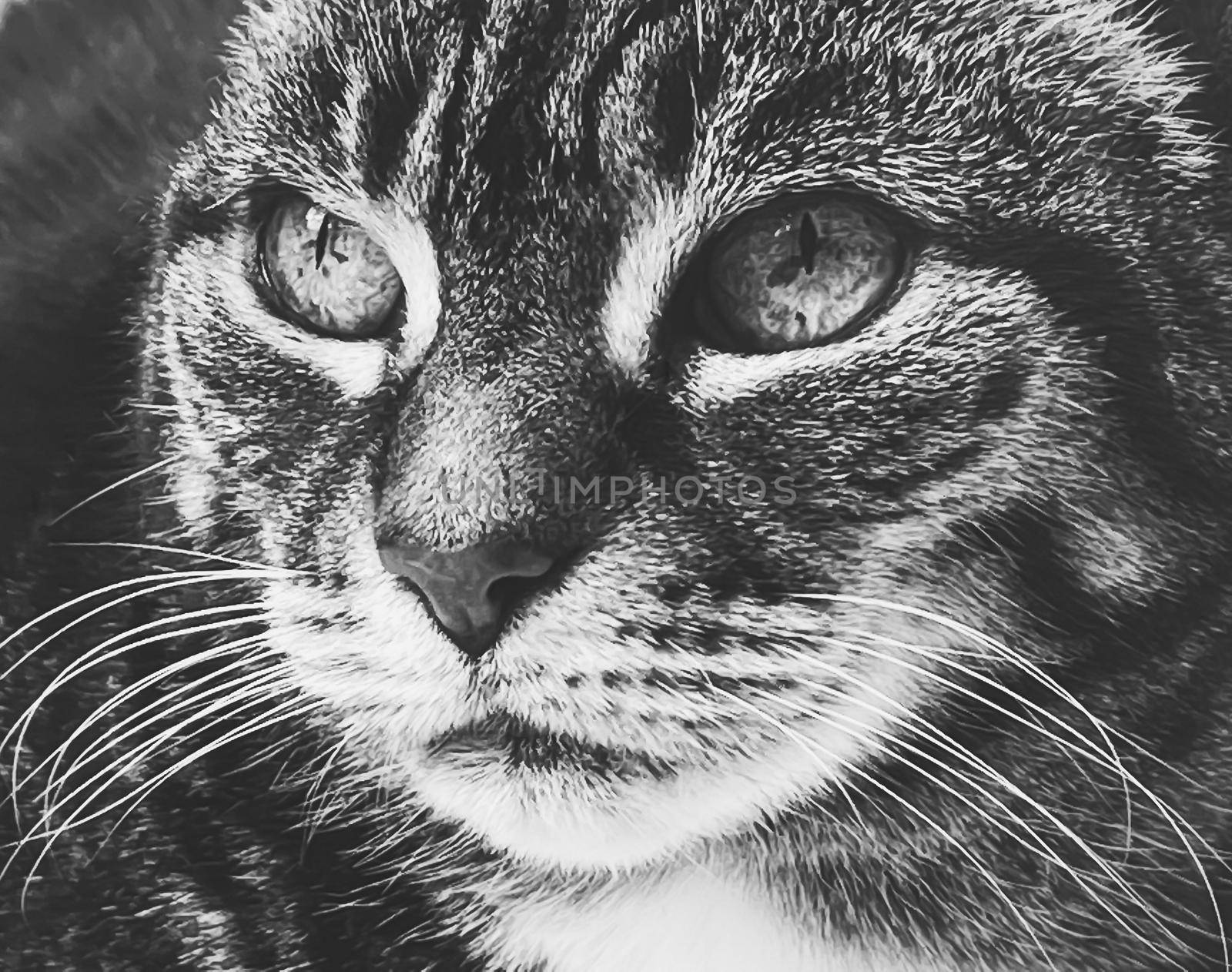 Beautiful female tabby cat at home, adorable domestic pet, black and white portrait, close-up