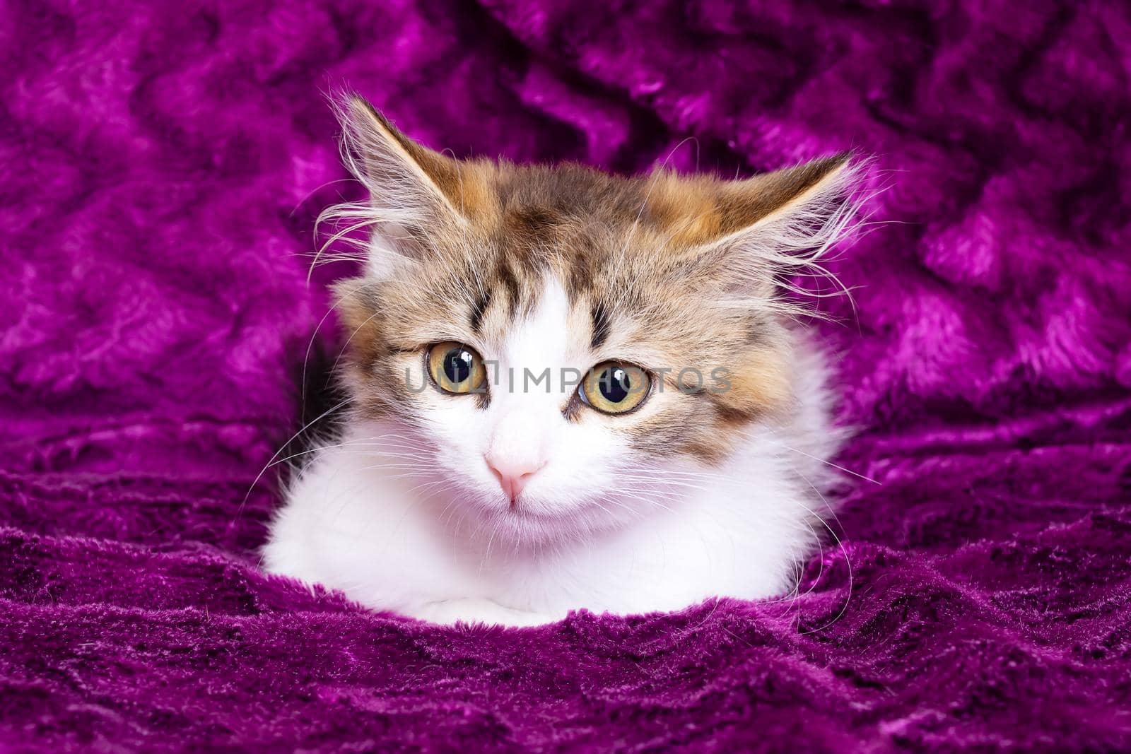A small fluffy kitten smiles against a purple background close up