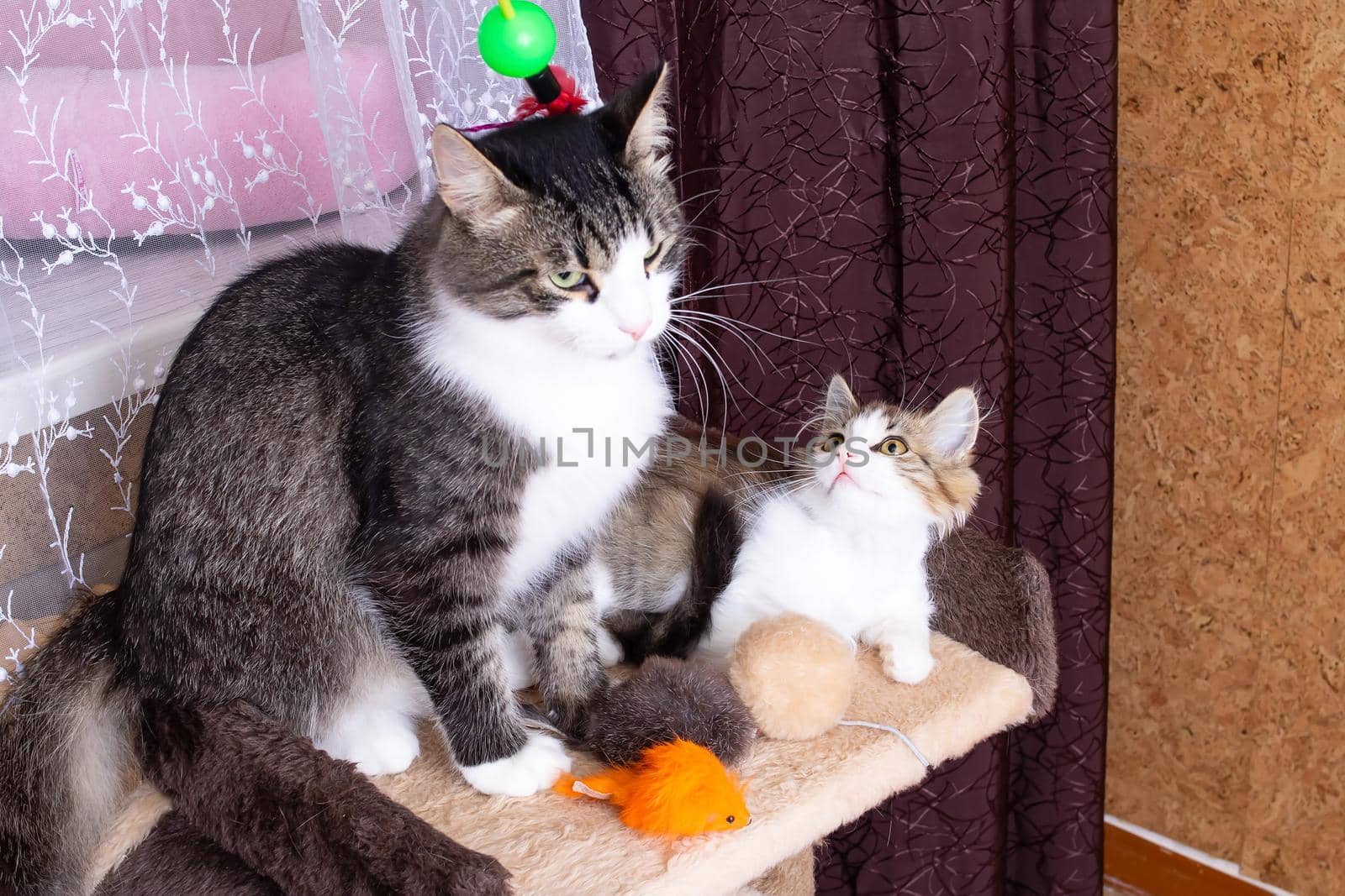 Mom cat kisses kitten at home close up, pets