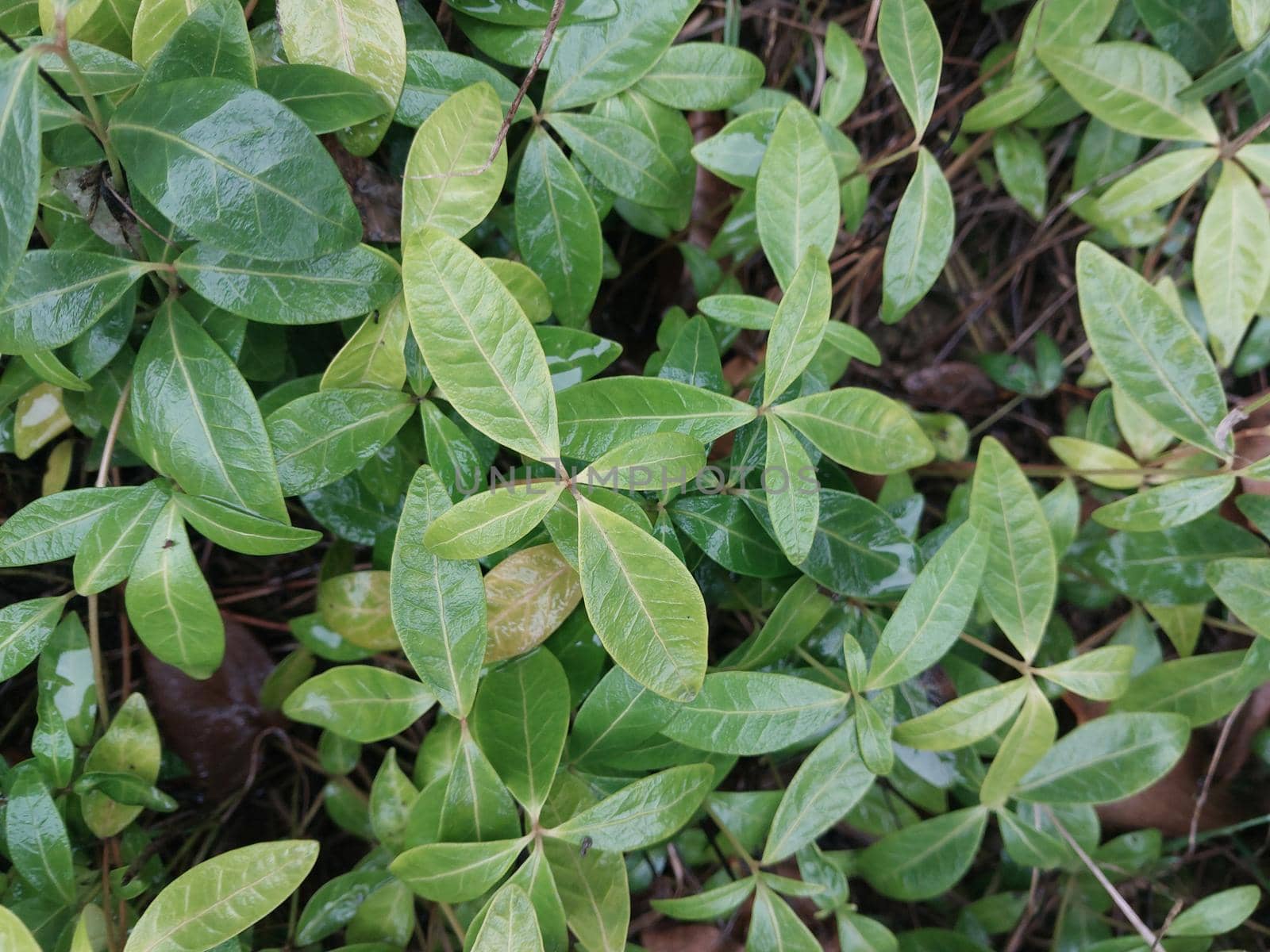 Green background of plants and the grass