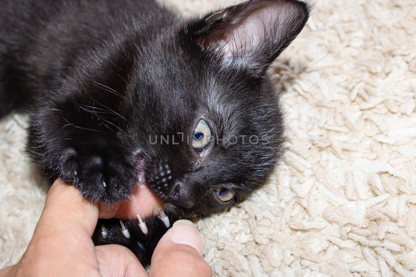 Little black kitten bites a man's finger close up