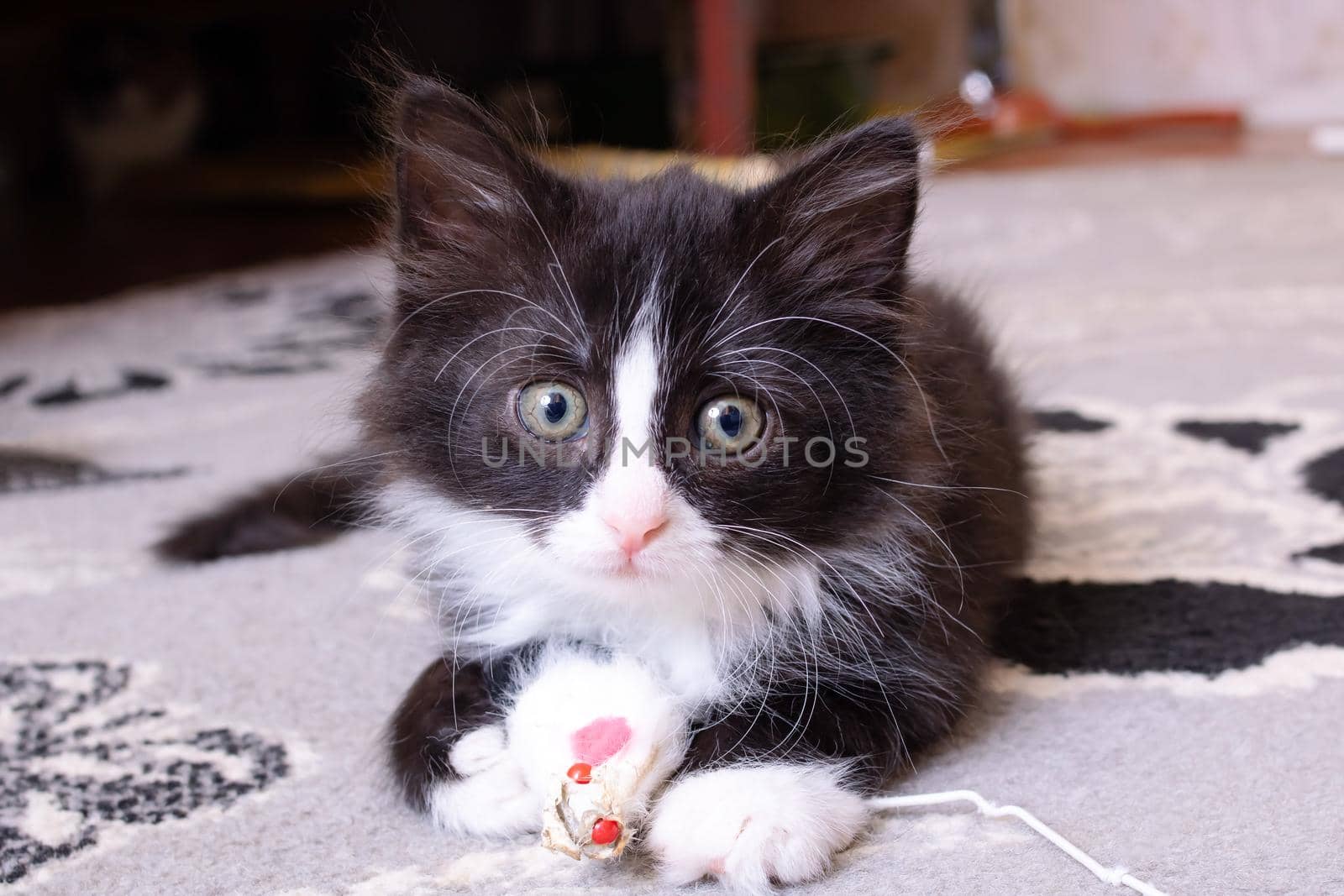 Funny black kitten playing with a toy by Vera1703