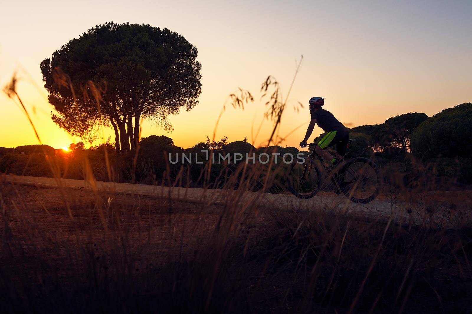 backlit cyclist rides a mountain bike on a rural road at sunset, the sun on the horizon illuminates the plants in the foreground and leaves the background trees in silhouette. Dark mood