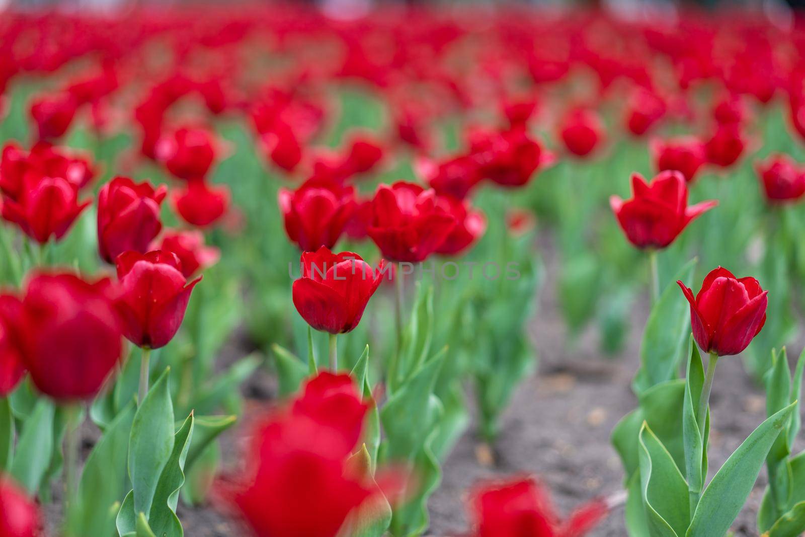 Red tulip flowers background outdoor Spring season flowers