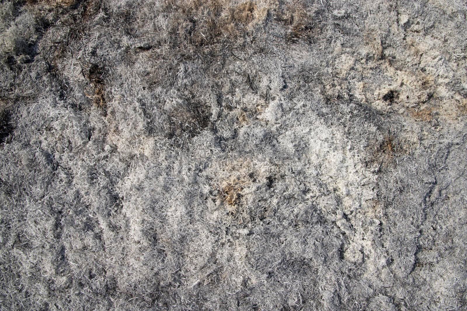 Ash background  in fireplace natural Texture