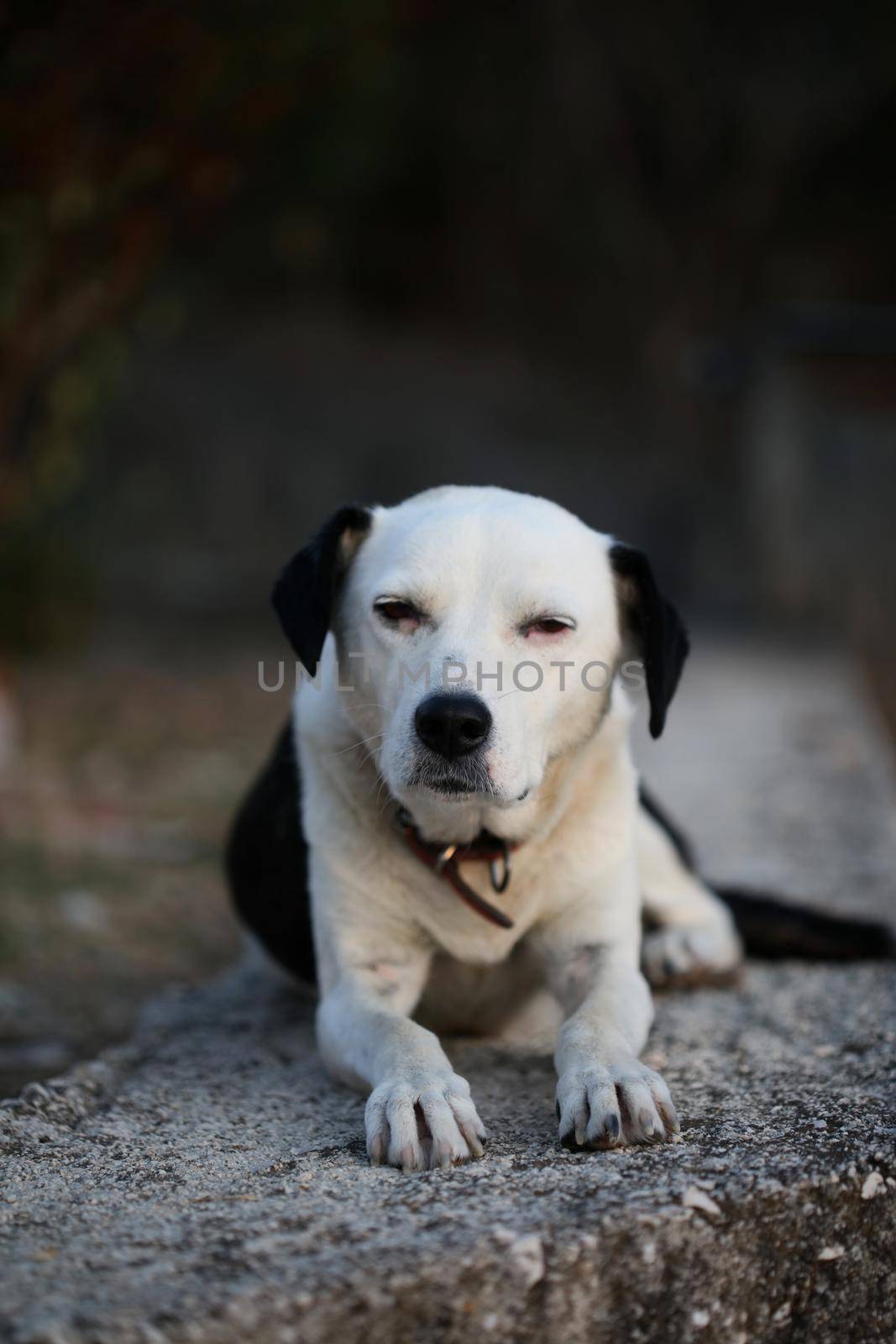 Cute white and black dog profile close up animal background high quality big size instant prints