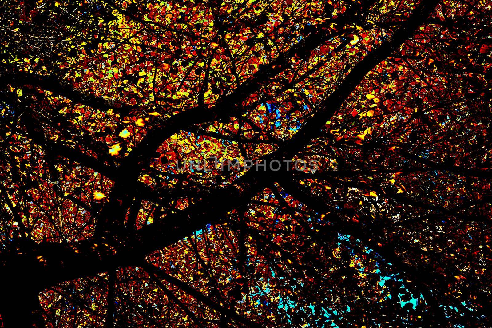 Autumn is the most colorful time of the year from all seasons, when nature changes its usual appearance to golden colors autumn sun. Autumn neon black gold orange fusion, sprawling branches