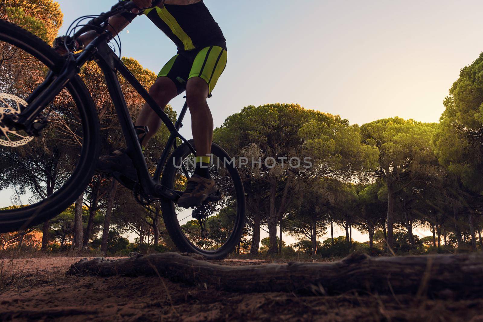 cyclist riding a mountain bike jumps on a log in a forest glade, sunset light illuminates the tops of pine trees