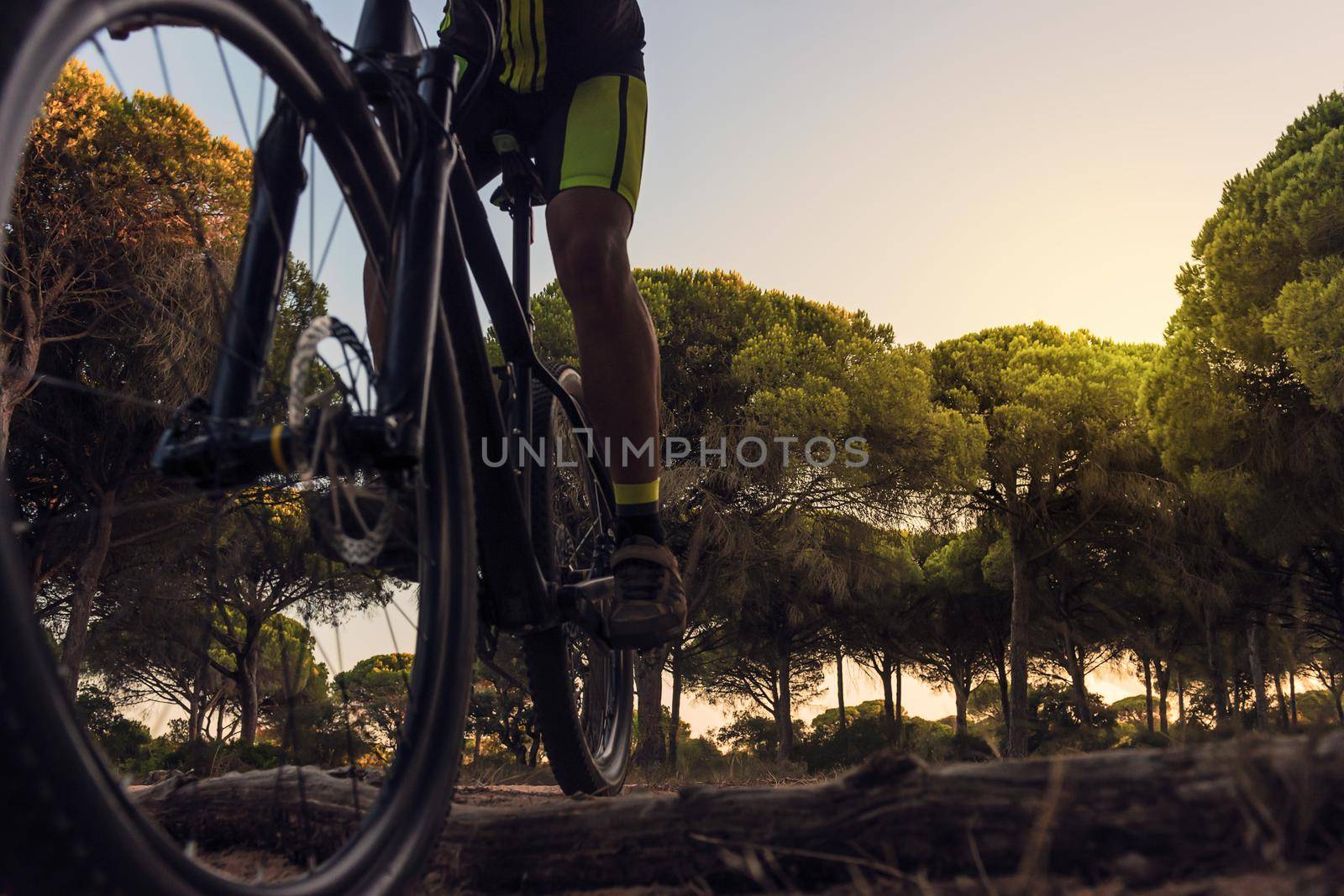 cyclist riding a mountain bike with wheel in the foreground passes over a trunk, the light of sunset illuminates the tops of the pine trees