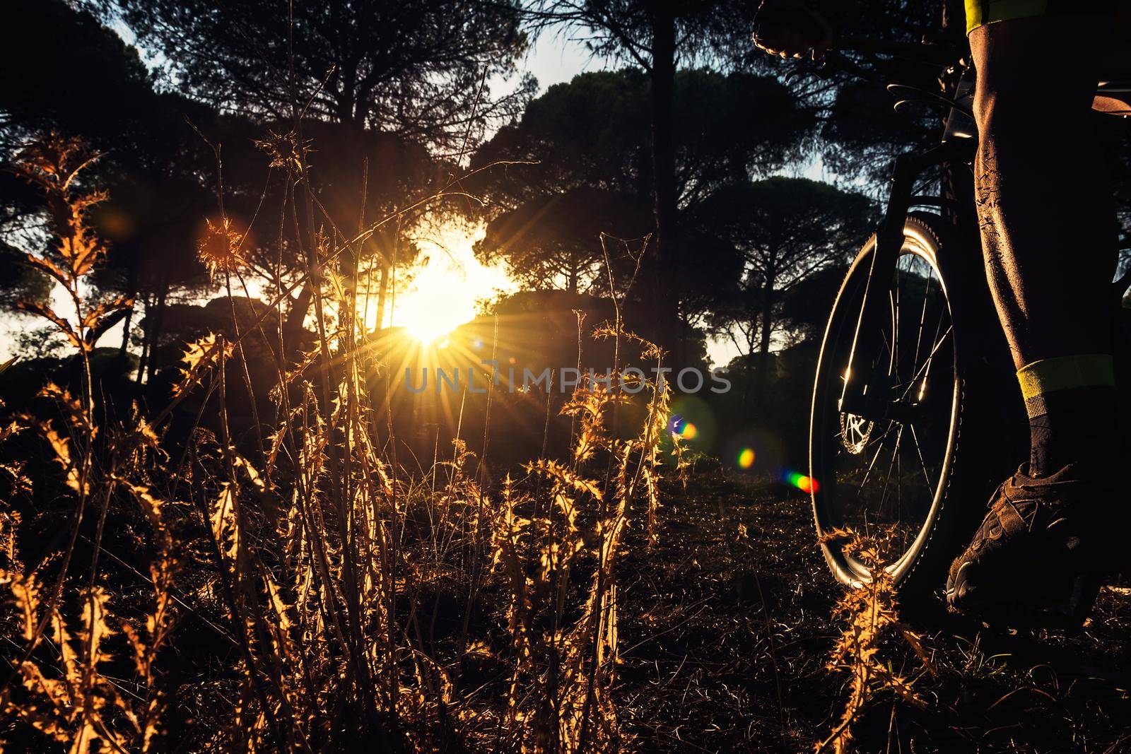 backlit cyclist riding at sunset through a pine forest on his mountain bike, the sun's rays sneak between the trees and illuminate the muscles of the leg in tension and the plants in the foreground