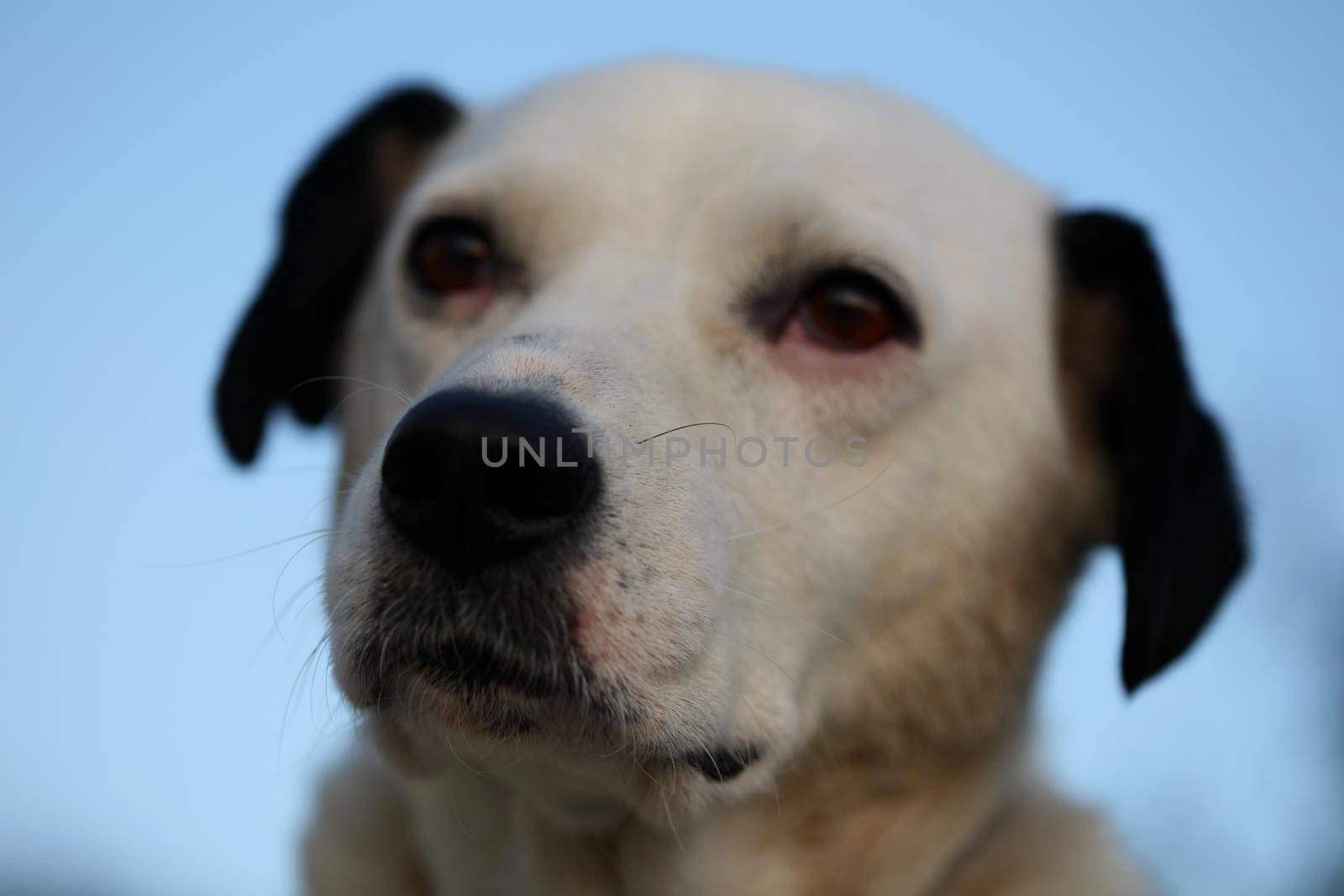 Cute white and black dog profile close up animal background high quality big size instant print by BakalaeroZz