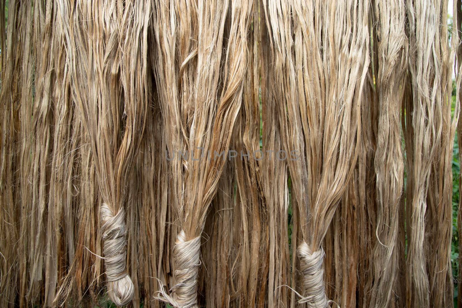 Closeup shot of raw jute fiber hanging under the sunlight for drying. Brown jute fiber texture and  background