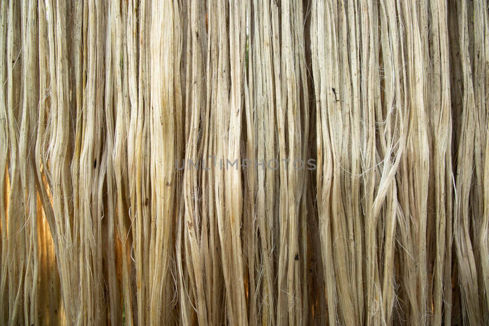 Closeup shot of raw jute fiber hanging under the sunlight for drying. Brown jute fiber texture and  background