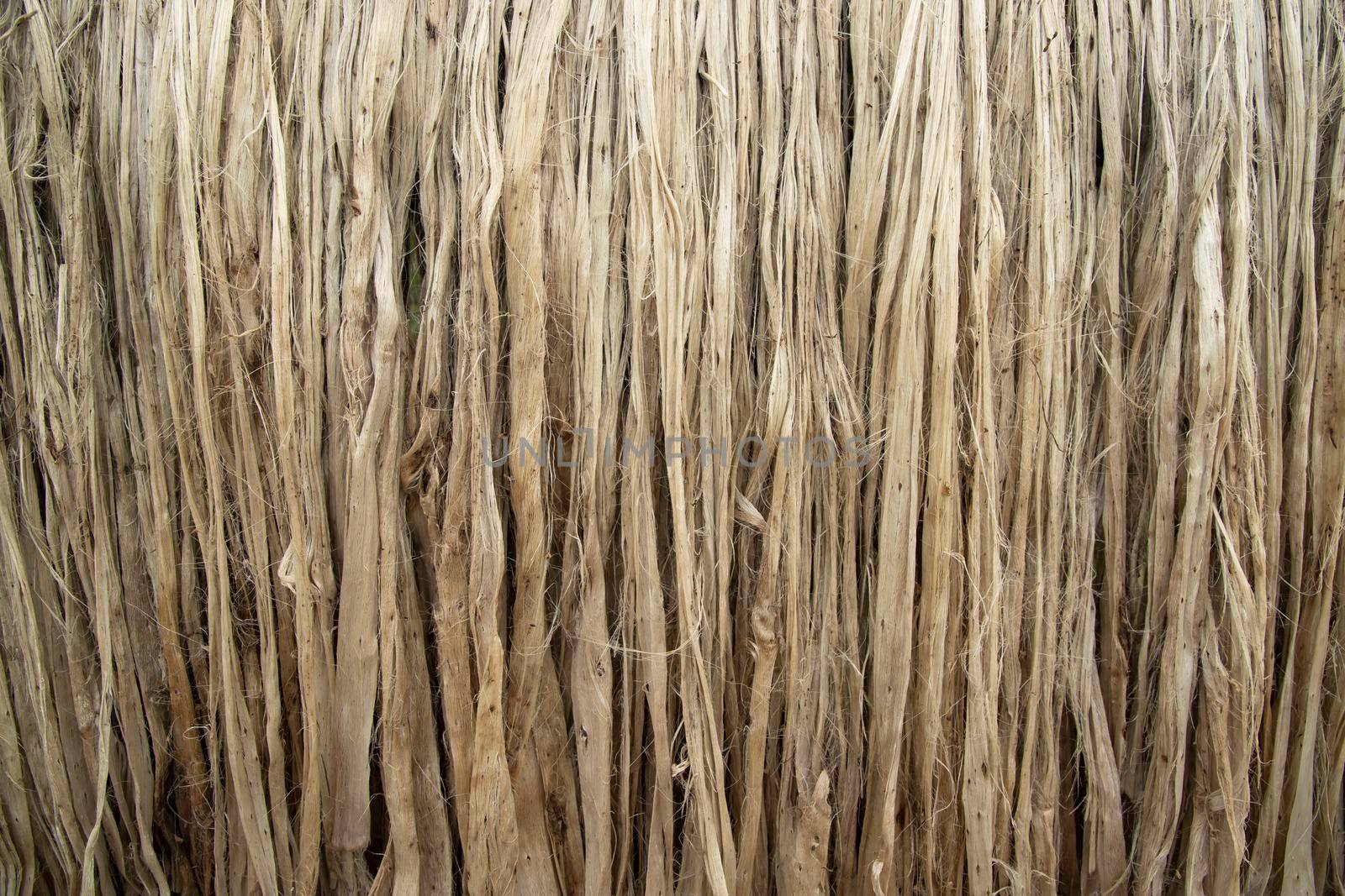 Closeup shot of raw jute fiber hanging under the sunlight for drying. Brown jute fiber texture and  background