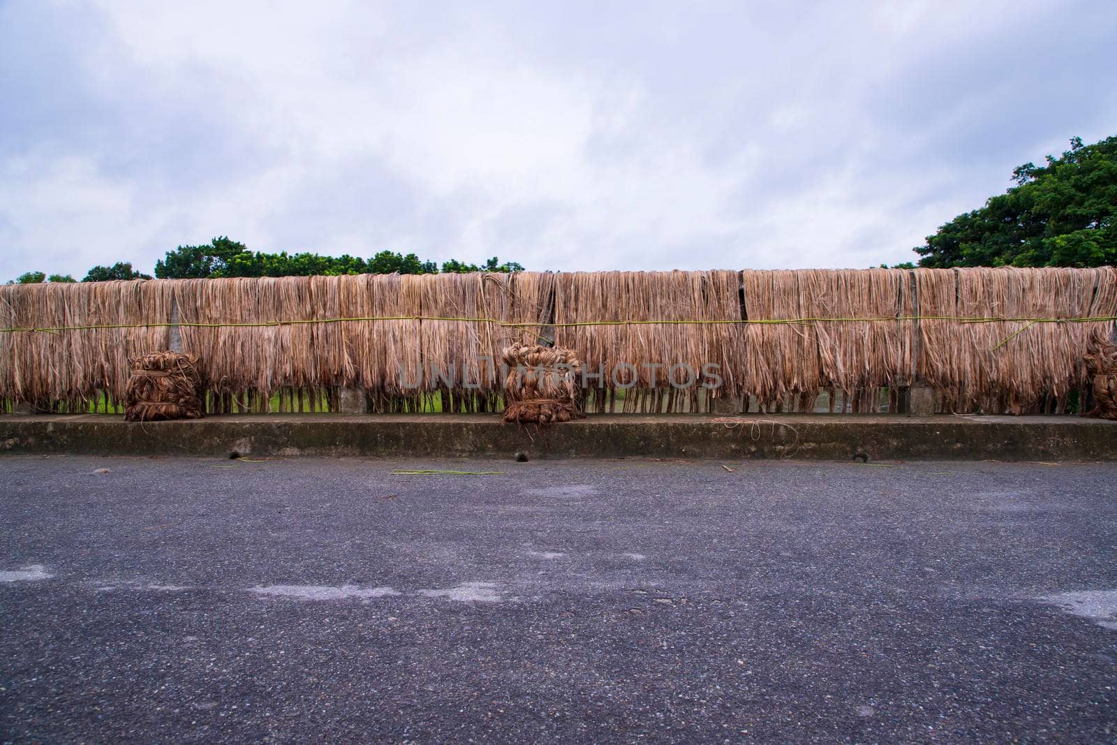 Golden wet raw jute fiber hanging under the sunlight for drying