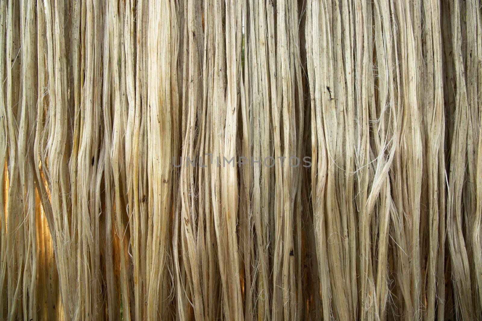 Closeup shot of raw jute fiber hanging under the sunlight for drying. Brown jute fiber texture and  background