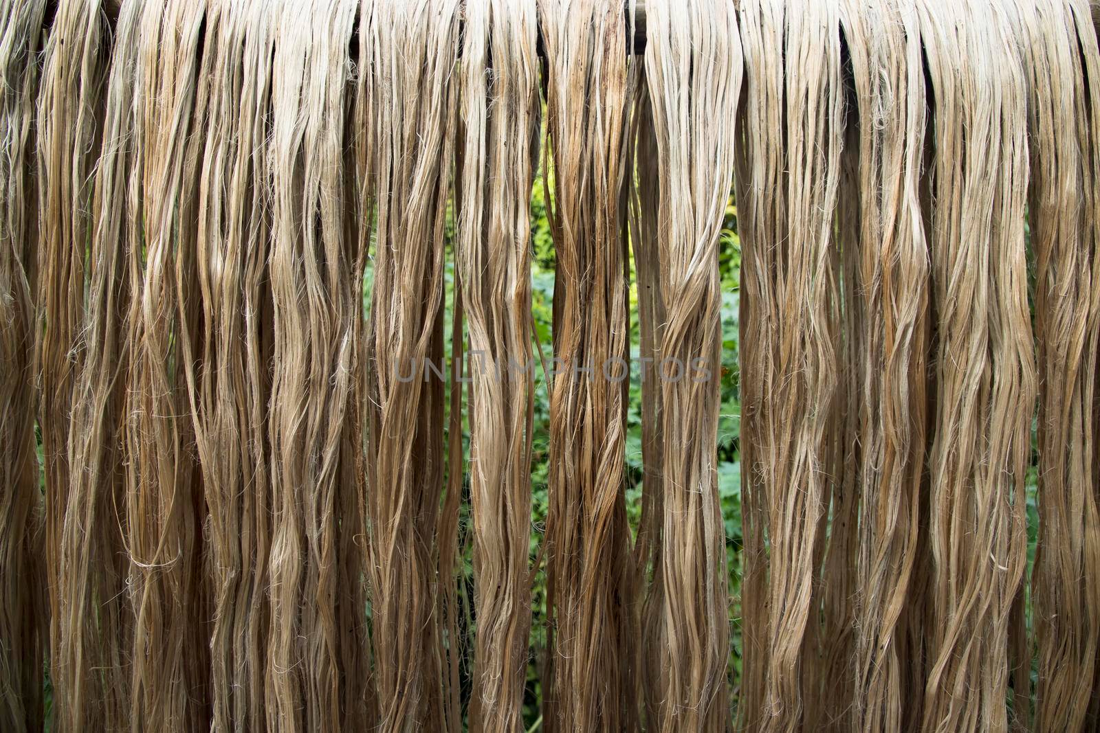 Closeup shot of raw jute fiber hanging under the sunlight for drying. Brown jute fiber texture and  background