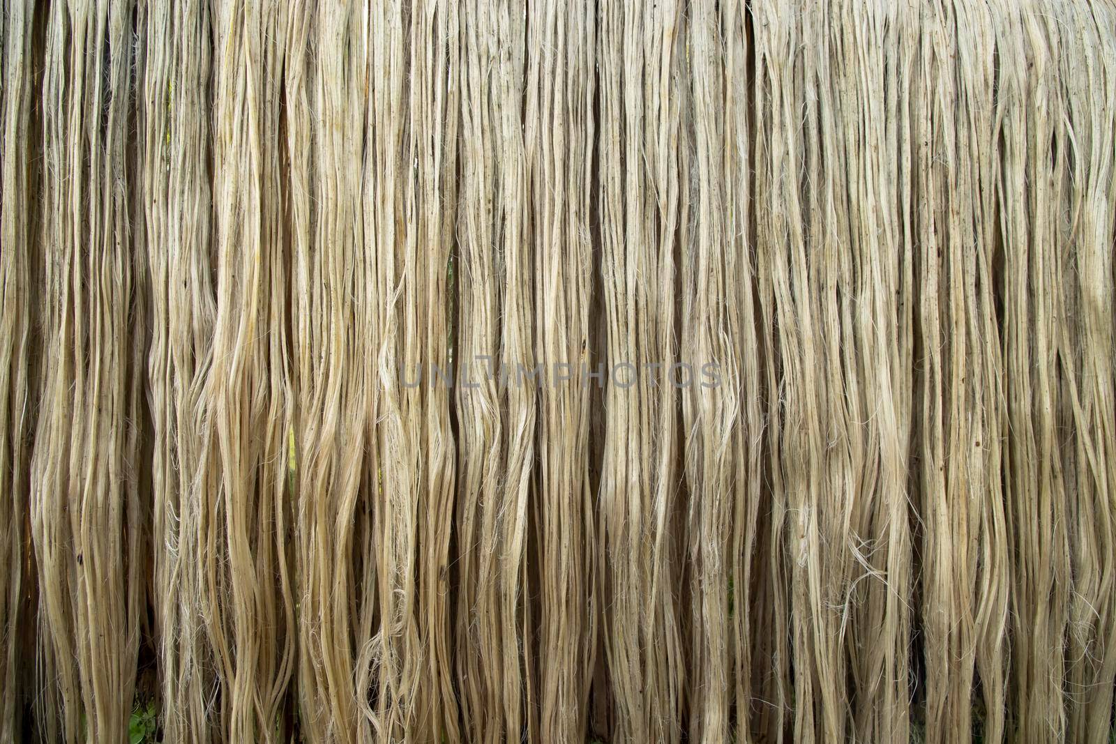 Closeup shot of raw jute fiber hanging under the sunlight for drying. Brown jute fiber texture and  background