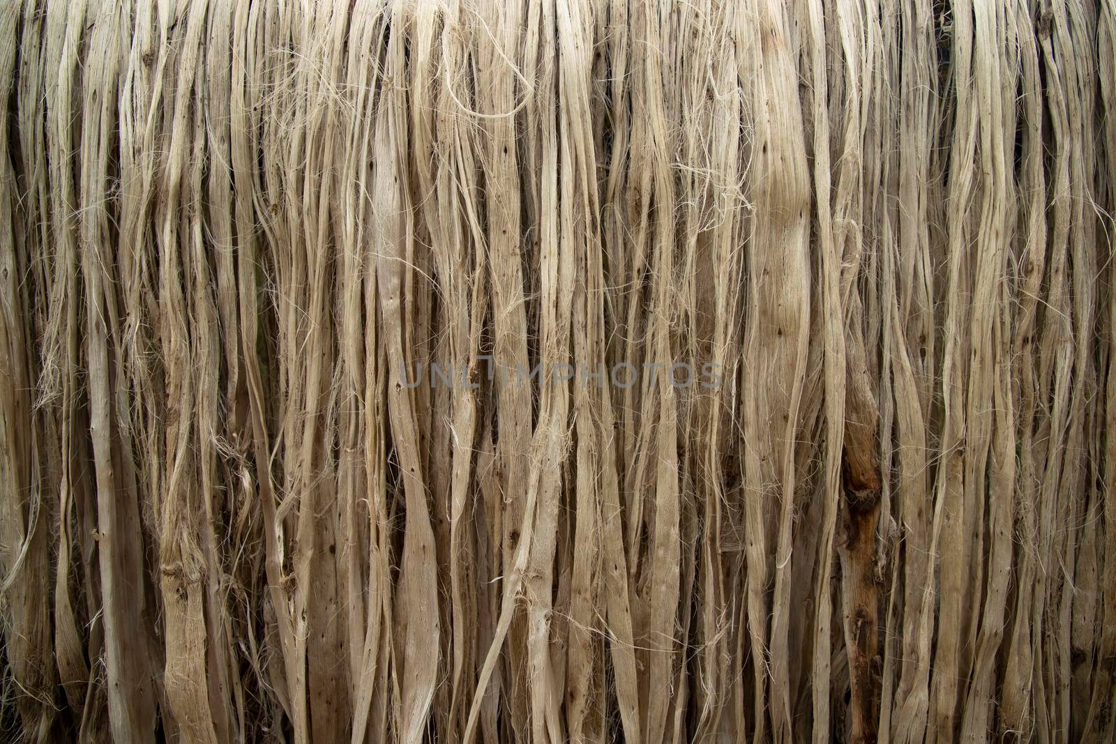 Closeup shot of raw jute fiber hanging under the sunlight for drying. Brown jute fiber texture and  background