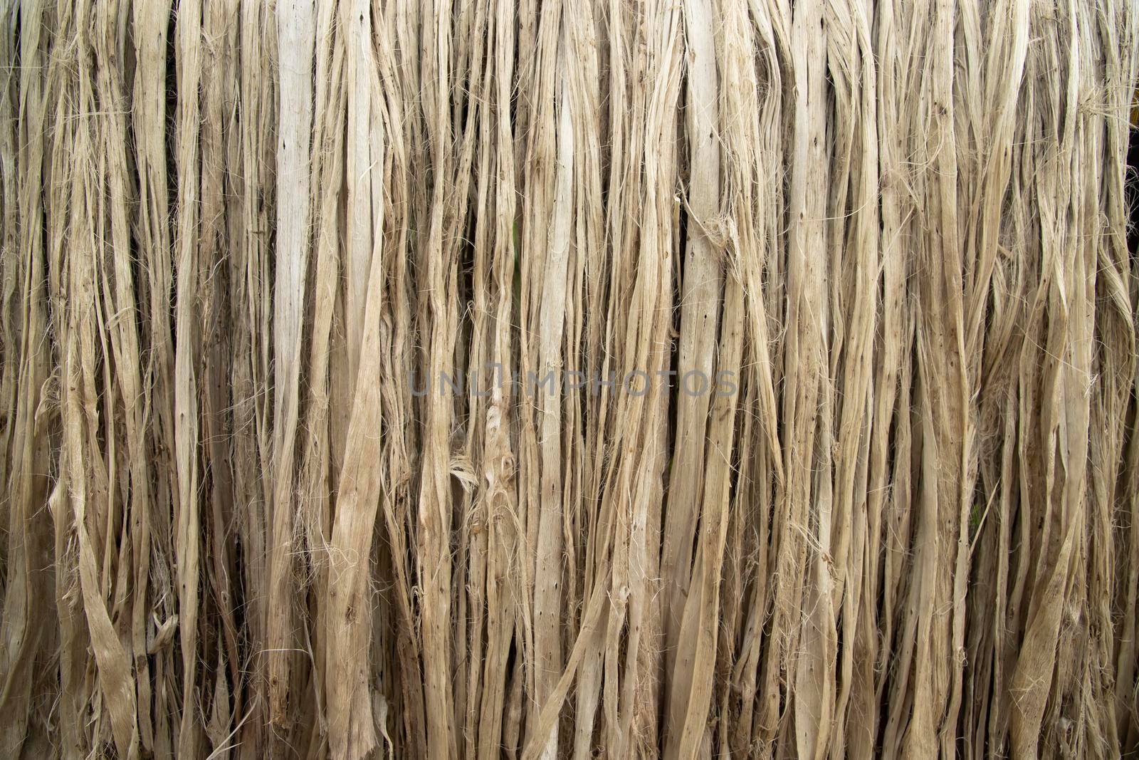 Closeup shot of raw jute fiber hanging under the sunlight for drying. Brown jute fiber texture and  background