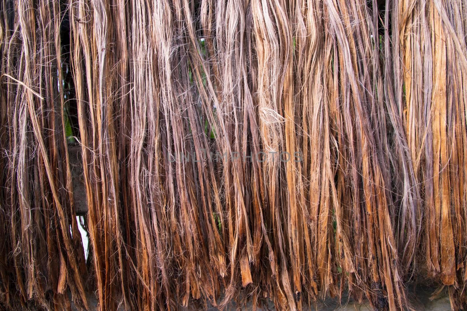 Golden wet raw jute fiber hanging under the sunlight for drying. Golden jute fiber texture background