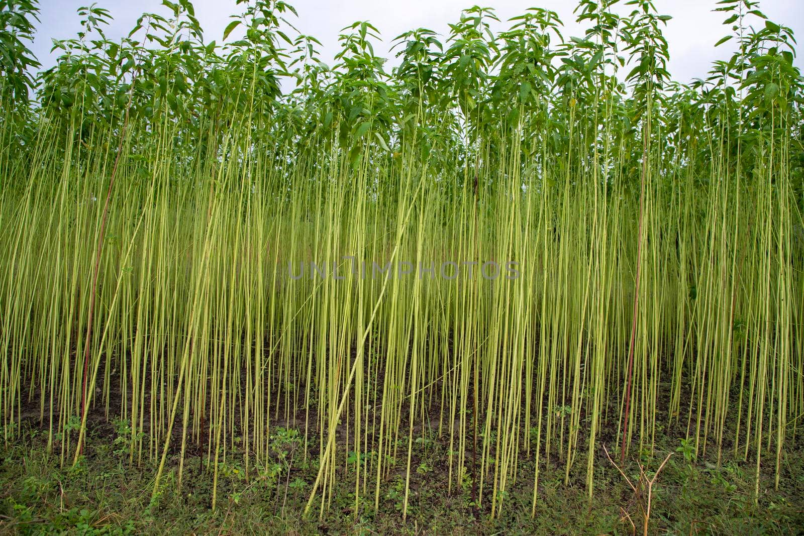 Green jute Plantation field.  Raw Jute plant Texture background. This is the Called Golden Fiber in Bangladesh