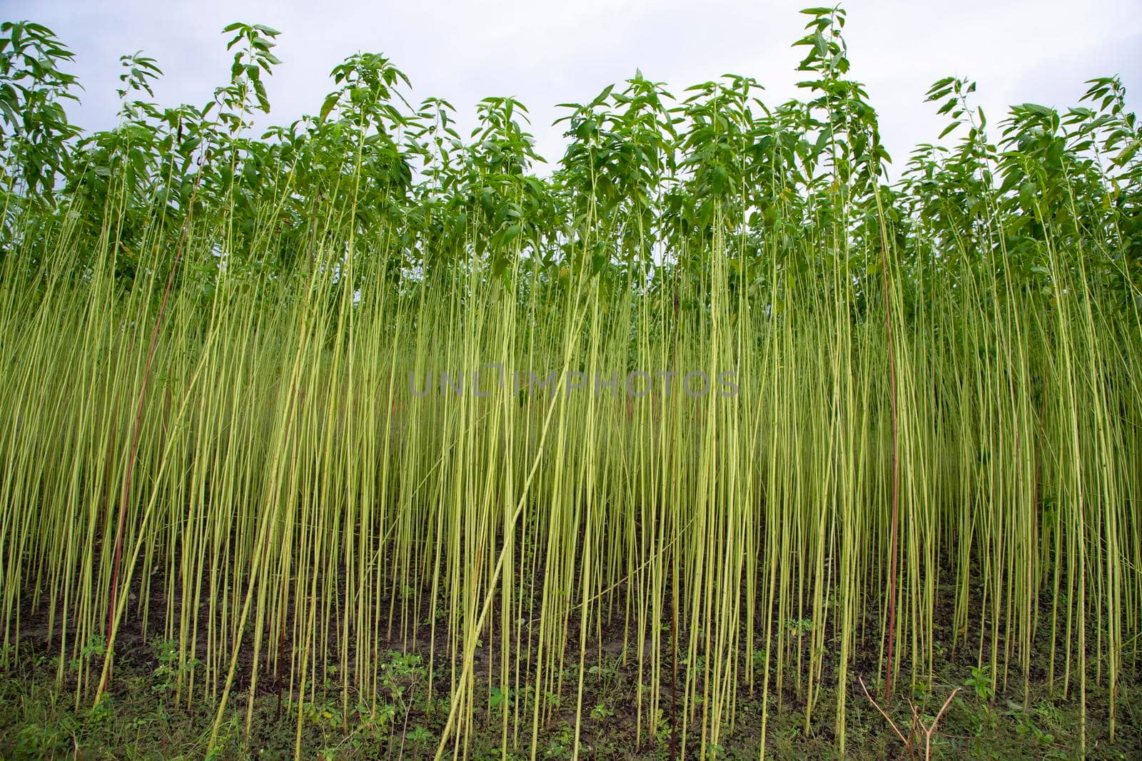 Green jute Plantation field.  Raw Jute plant Texture background. This is the Called Golden Fiber in Bangladesh