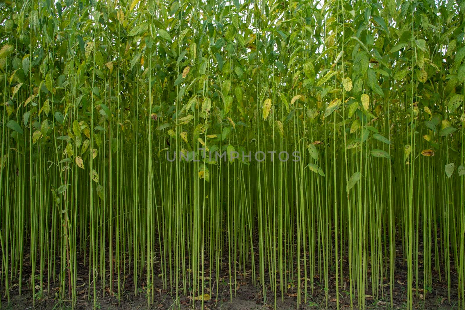 Green jute Plantation field.  Raw Jute plant Texture background. This is the Called Golden Fiber in Bangladesh