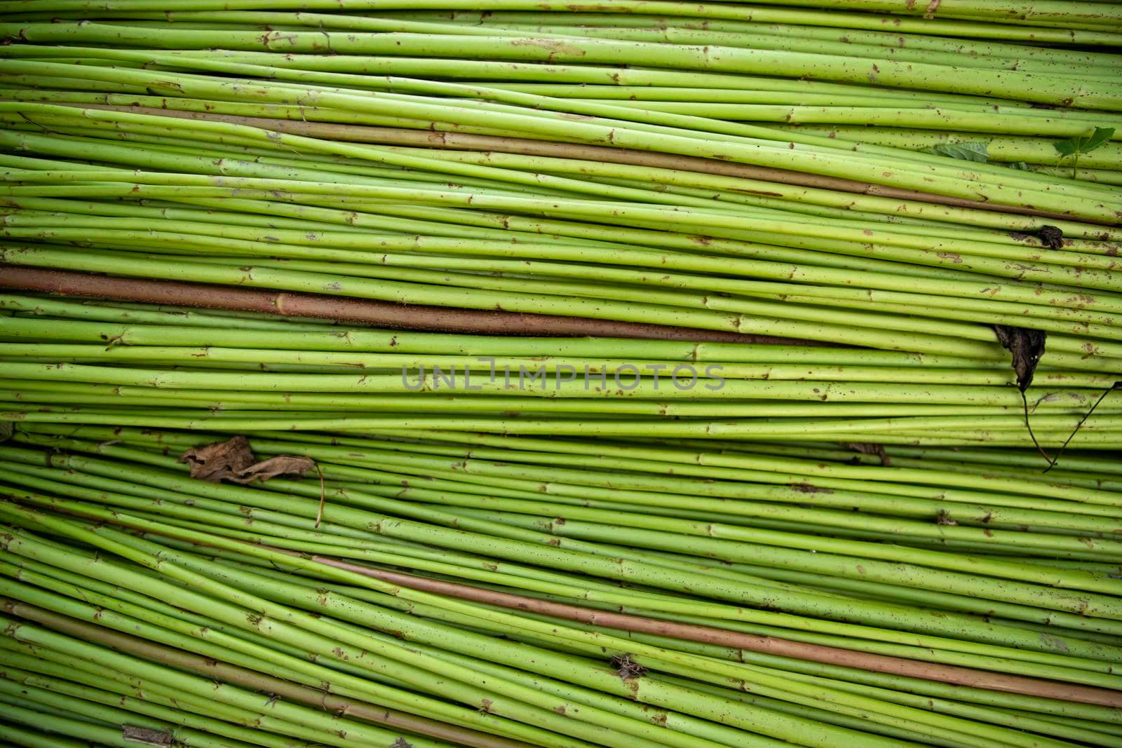 Green Raw Jute Texture background. This is the Called Golden Fiber in Bangladesh