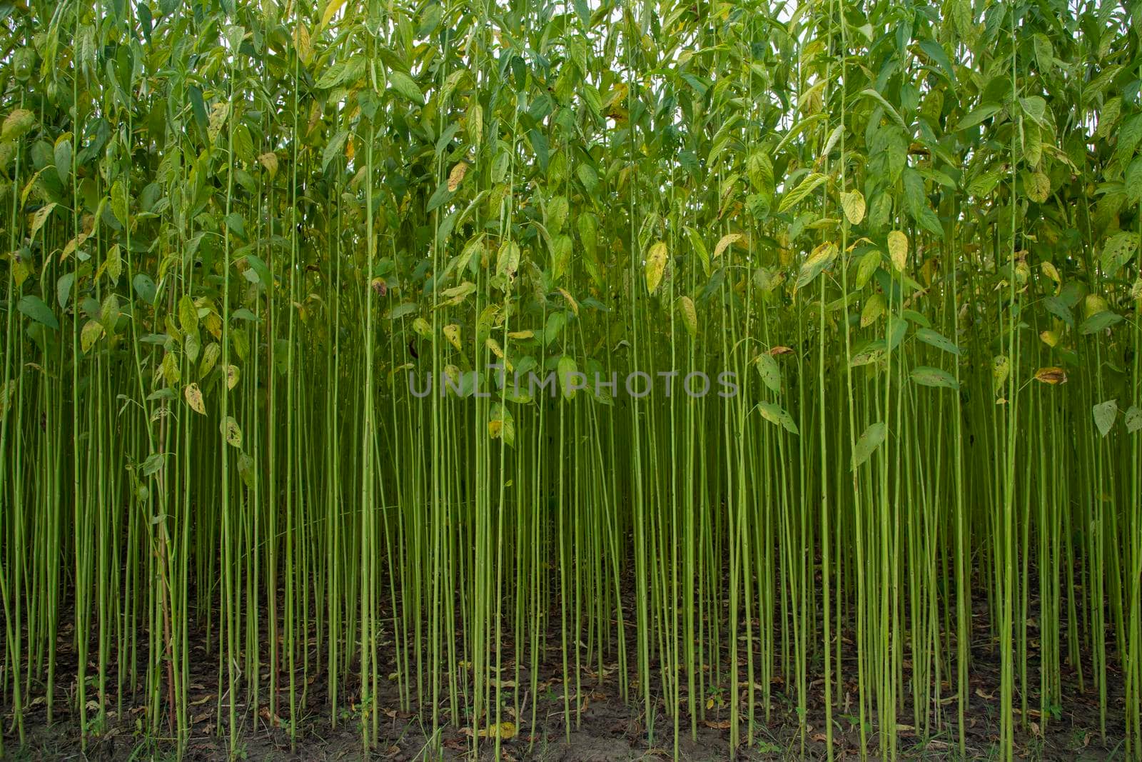 Green jute Plantation field.  Raw Jute plant Texture background. This is the Called Golden Fiber in Bangladesh