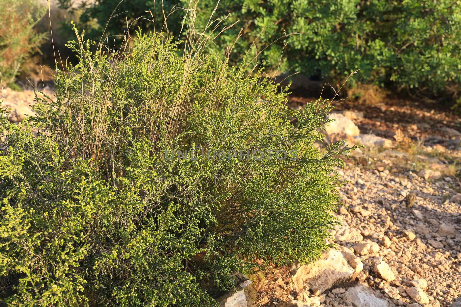 Thymelaea Hirsuta mediterranean plant in the mountain in Spain