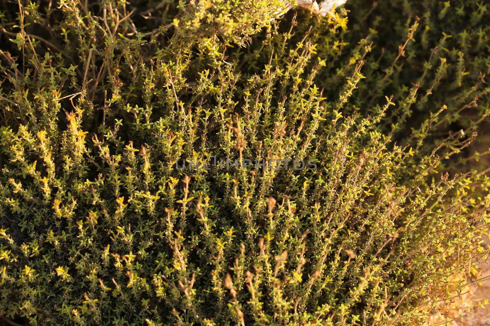 Wild mountain Thyme plant in the countryside in Spain